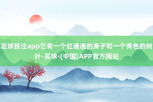 足球投注app它有一个红通通的身子和一个青色的树叶-买球·(中国)APP官方网站