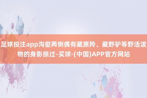 足球投注app沟壑两侧偶有藏原羚、藏野驴等野活泼物的身影掠过-买球·(中国)APP官方网站